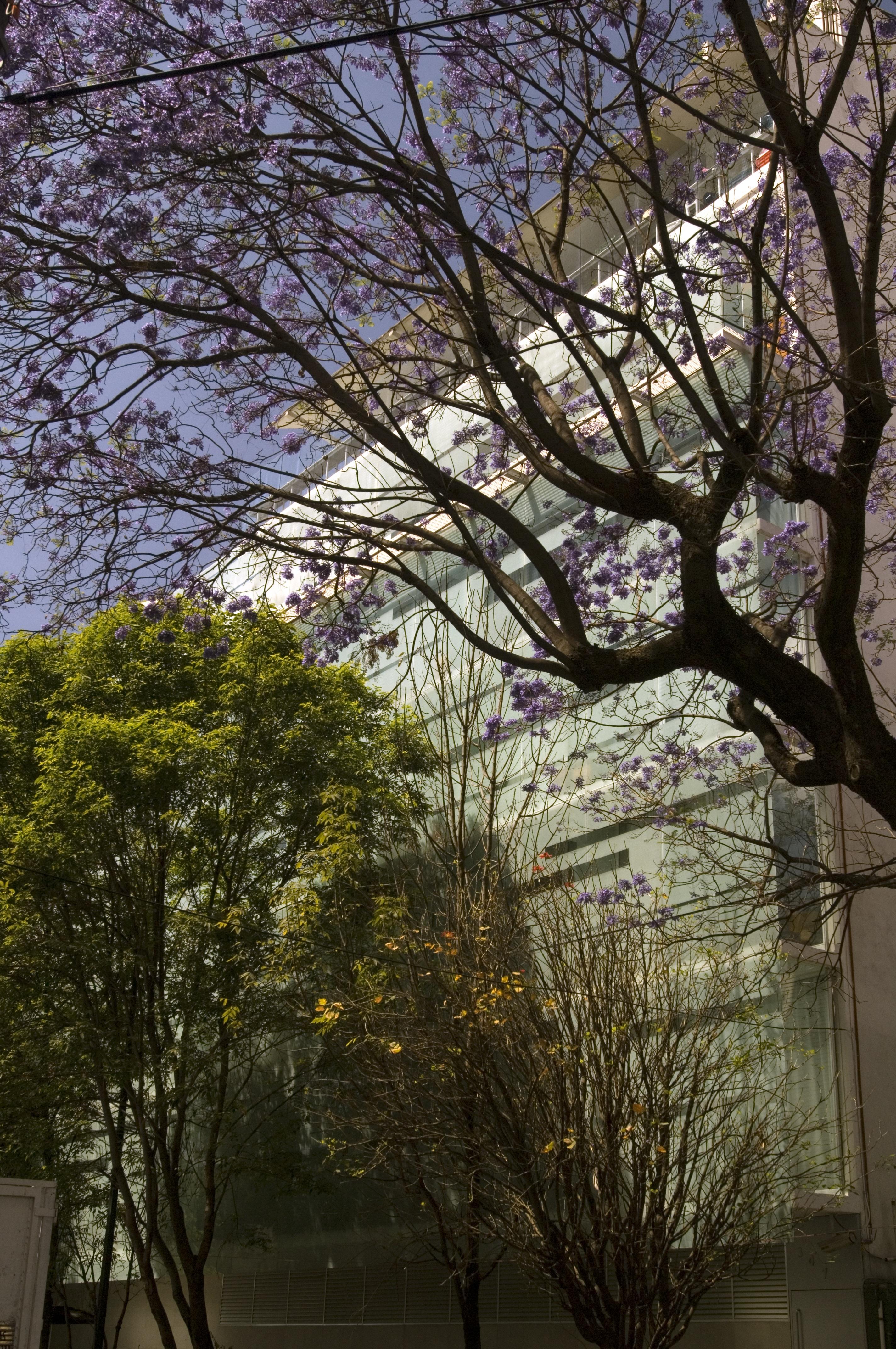 Habita, Mexico City, A Member Of Design Hotels Екстер'єр фото